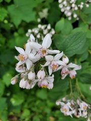 Deutzia rosea