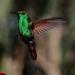 Berylline Hummingbird - Photo (c) iluro, some rights reserved (CC BY-NC), uploaded by iluro