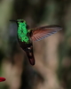 Berylline Hummingbird - Photo (c) iluro, some rights reserved (CC BY-NC), uploaded by iluro