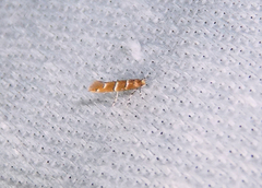 Cameraria hamameliella