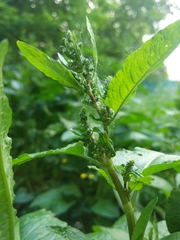Rumex obtusifolius