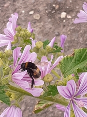 Bombus