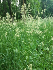 Dactylis glomerata