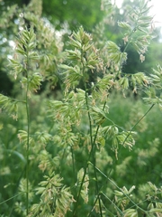 Dactylis glomerata