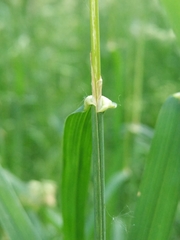 Dactylis glomerata