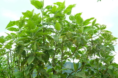 Verbesina arborea