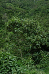Verbesina arborea