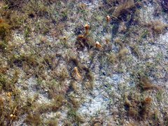Zostera