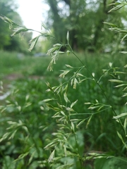 Poeae