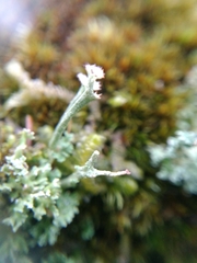 Cladonia crispata
