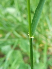 Poeae