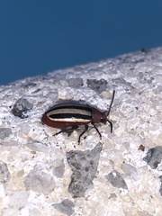 Disonycha leptolineata
