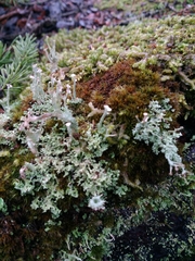 Cladonia crispata