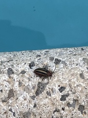 Disonycha leptolineata