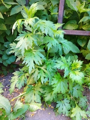 Artemisia vulgaris