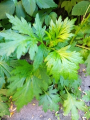 Artemisia vulgaris