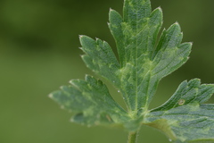 Ranunculus tuberosus