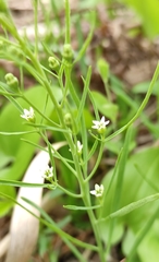 Thesium repens