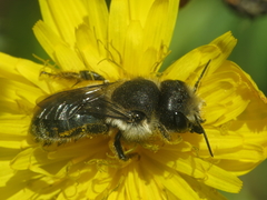 Osmia latreillei