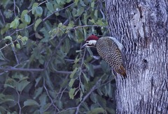 Campethera bennettii