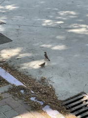 Passer domesticus