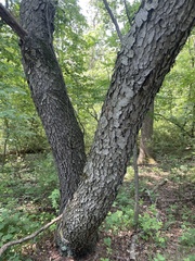 Prunus serotina