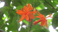 Passiflora pyrrhantha