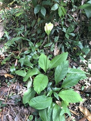 Spathiphyllum wallisii