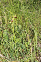 Ophrys sphegodes