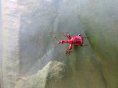 Paratrachelophorus nodicornis