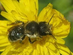 Osmia latreillei