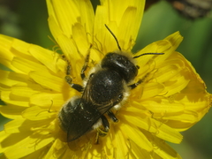 Osmia latreillei