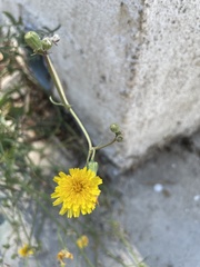 Sonchus tenerrimus