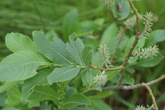 Salix appendiculata