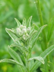 Berteroa incana