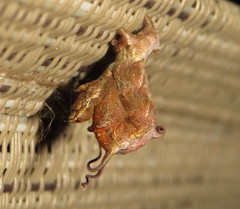 Nematocampa resistaria