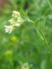 Berteroa incana