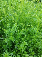 Galium mollugo