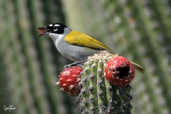 Phaenicophilus palmarum