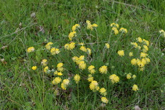 Anthyllis vulneraria polyphylla