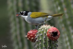 Phaenicophilus palmarum