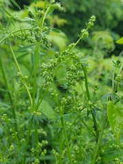 Galium mollugo
