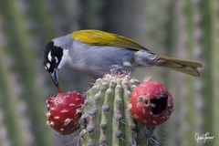 Phaenicophilus palmarum