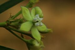 Kanahia laniflora