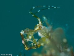 Caprella penantis