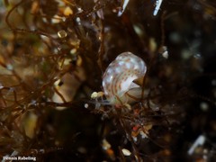 Tricolia pullus