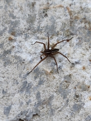 Dolomedes striatus