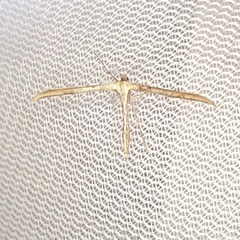 Emmelina monodactyla