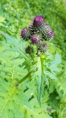 Cirsium alsophilum