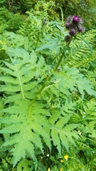 Cirsium alsophilum
